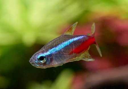 Téléchargez les photos : Gros plan de néon bleu tétra poisson isolé sur fond de plante floue - en image libre de droit