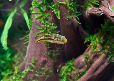 Téléchargez les photos : Poisson-globe nain dans l'aquarium d'eau douce planté de grandes racines et de mousse - en image libre de droit