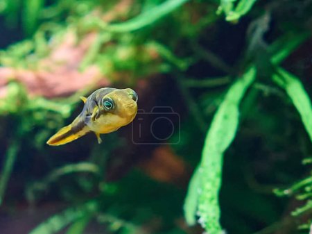 Dwarf pufferfish in the freshwater planted aquarium with big roots and moss