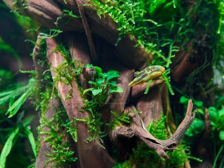 Foto de Pez globo enano en el acuario plantado de agua dulce con grandes raíces y musgo - Imagen libre de derechos