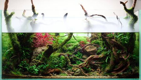  Beautiful freshwater aquascape paludarium with fog, live aquarium plants, Frodo stones, redmoor roots covered by java moss and a school of blue neon tetra fish. 