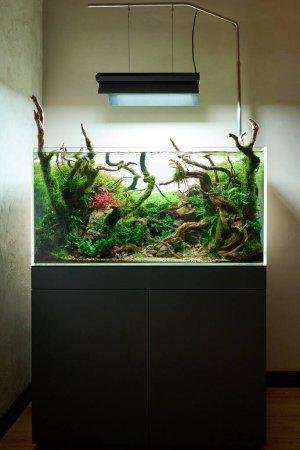 Photo for Beautiful freshwater aquascape with live aquarium plants, Frodo stones, redmoor roots covered by java moss and a school of blue neon tetra fish. Vertical shot. - Royalty Free Image