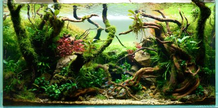  Schöne Süßwasser-Aquascape mit lebenden Aquarienpflanzen, Frodo-Steinen, mit Javamoos bedeckten Rotmoorwurzeln und einem Schwarm blauer Neon-Tetra-Fische. Isolierte Sichtweise.