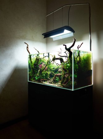 Photo for Corner view of beautiful freshwater aquascape with live aquarium plants, Frodo stones, redmoor roots covered by java moss and a school of blue neon tetra fish. - Royalty Free Image