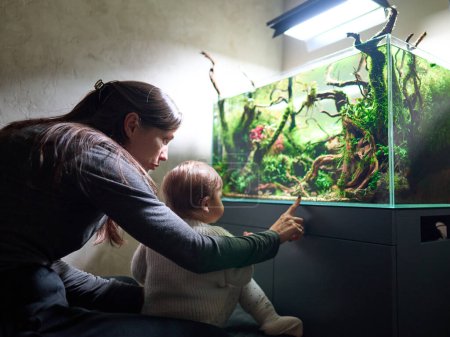 Foto de Mamá le muestra a su pequeño bebé algo en el hermoso acuario aquascape con plantas de acuario vivas, piedras Frodo, raíces redmoor cubiertas de musgo java. - Imagen libre de derechos