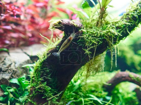 Foto de Camarones Amano Caridina Multidentata se sienta en la raíz grande en el acuario aquascape. Primer plano de disparo. - Imagen libre de derechos