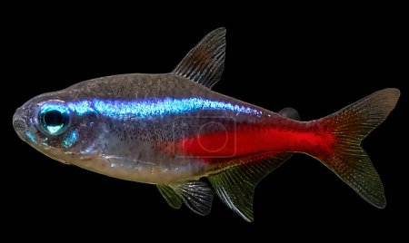 Foto de Primer plano de peces tetra de neón azul aislados sobre fondo negro - Imagen libre de derechos