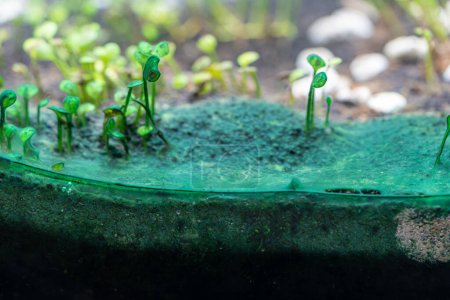 Téléchargez les photos : Algues bleu-vert dans l'aquarium planté à la maison. Plan rapproché de plants de tapis couverts de cyanobactéries dans l'aquarium d'eau douce. - en image libre de droit