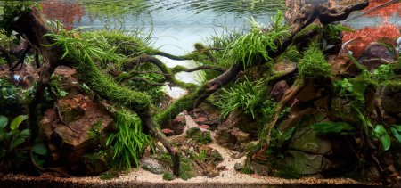 Photo for Beautiful freshwater aquarium. Aquascape with tropical underwater plants, Frodo stones and redmoor roots covered by java moss and a school of tetra fish. Isolated view. - Royalty Free Image