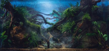 Photo for Beautiful tropical aquarium. Jungle style aquascape with live plants. Frodo stones and redmoor driftwoods covered by java moss and a school of rasbora espei fish. Mystical underwater fog. - Royalty Free Image