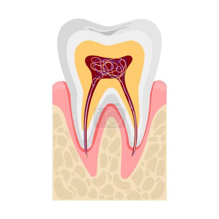 Illustration for Human tooth anatomy in cross section. Nerves and blood vessels. Flat vector illustration isolated on white background. - Royalty Free Image