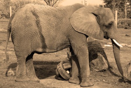 Foto de Elefante africano es un elefante del género Loxodonta. El género consta de 2 especies existentes: el elefante arbusto africano, L. africana, y el elefante bosque africano más pequeño - Imagen libre de derechos