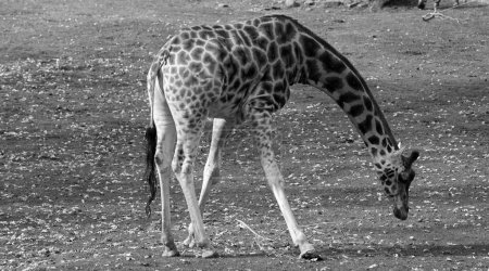 Foto de La jirafa (Giraffa camelopardalis) es un mamífero ungulado de dedos uniformes africano, la más alta de todas las especies de animales terrestres existentes, y el rumiante más grande.. - Imagen libre de derechos