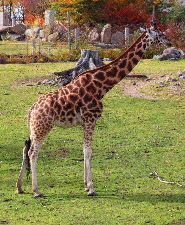 Foto de La jirafa (Giraffa camelopardalis) es un mamífero ungulado de dedos uniformes africano, la más alta de todas las especies de animales terrestres existentes, y el rumiante más grande.. - Imagen libre de derechos