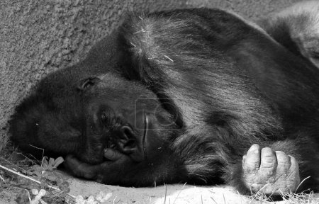 Téléchargez les photos : Les gorilles sont des singes terrestres, principalement herbivores, qui habitent les forêts d'Afrique centrale.
. - en image libre de droit