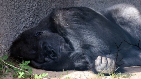 Téléchargez les photos : Les gorilles sont des singes terrestres, principalement herbivores, qui habitent les forêts d'Afrique centrale.
. - en image libre de droit