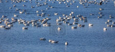Photo for Snow geese migration. During spring migration, large flocks of snow geese fly very high along narrow corridors, more than 3000 miles from traditional wintering areas to the tundra. - Royalty Free Image