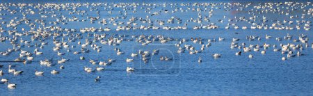 Photo for Snow geese migration. During spring migration, large flocks of snow geese fly very high along narrow corridors, more than 3000 miles from traditional wintering areas to the tundra. - Royalty Free Image