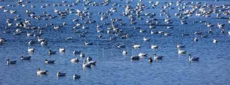 Téléchargez les photos : "Snow geese migration". Pendant la migration printanière, de grandes volées d'Oies des neiges volent très haut le long d "étroits corridors, à plus de 3 000 milles des aires d'hivernage traditionnelles jusqu" à la toundra.. - en image libre de droit