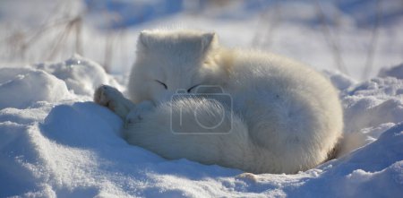 Photo for In winter arctic fox (Vulpes lagopus), also known as the white, polar or snow fox, is a small fox native to the Arctic regions of the Northern Hemisphere and common throughout the Arctic tundra biome - Royalty Free Image