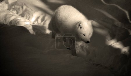 Photo for In winter arctic fox (Vulpes lagopus), also known as the white, polar or snow fox, is a small fox native to the Arctic regions of the Northern Hemisphere and common throughout the Arctic tundra biome - Royalty Free Image