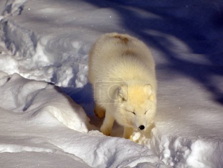 Téléchargez les photos : En hiver, le renard arctique (Vulpes lagopus), aussi appelé renard blanc, polaire ou renard des neiges, est un petit renard originaire des régions arctiques de l'hémisphère Nord et commun dans tout le biome de la toundra arctique. - en image libre de droit