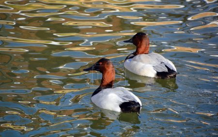 Téléchargez les photos : The redheadis a medium-sized diving ducks. This waterfowl is easily distinguished from other ducks by the male's copper coloured head and bright blue bill during the breeding season. - en image libre de droit