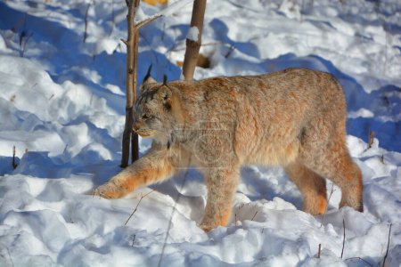 Téléchargez les photos : En hiver, le lynx canadien est un mammifère nord-américain de la famille des Felidae. - en image libre de droit