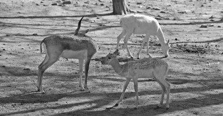Foto de El Pato Negro (Antilope cervicapra), también conocido como el antílope indio, es un antílope nativo de la India y Nepal. Habita llanuras herbáceas y áreas poco boscosas con fuentes de agua perennes. - Imagen libre de derechos