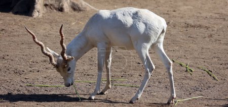 Téléchargez les photos : Le Blackbuck blanc (Antilope cervicapra), aussi connu sous le nom d'antilope indienne, est une antilope originaire d'Inde et du Népal. Il habite les plaines herbeuses et les zones légèrement boisées avec des sources d'eau vivaces. - en image libre de droit