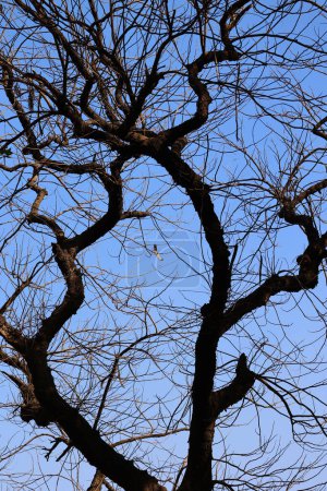 Photo for Tree from the bottom during dry season Delhi India - Royalty Free Image