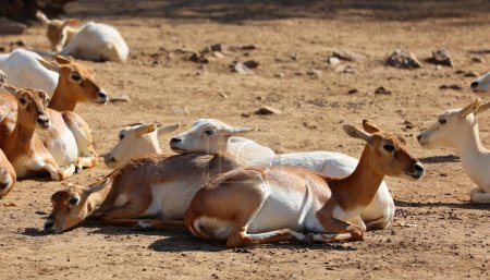 Téléchargez les photos : Le Blackbuck (Antilope cervicapra), également connu sous le nom d'antilope indienne, est une antilope originaire de l'Inde et du Népal. Il habite les plaines herbeuses et les zones légèrement boisées avec des sources d'eau vivaces. - en image libre de droit
