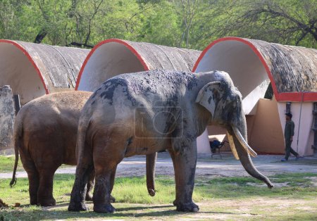 Foto de El elefante asiático o asiático (Elephas maximus) es la única especie viva del género Elephas y se distribuye en el sudeste asiático desde la India y Nepal en el oeste hasta Borneo en el este.. - Imagen libre de derechos