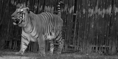 Foto de El tigre de Bengala es una población de la subespecie Panthera tigris tigris y de la subespecie Tigre. Se encuentra entre los gatos salvajes más grandes vivos hoy en día. - Imagen libre de derechos