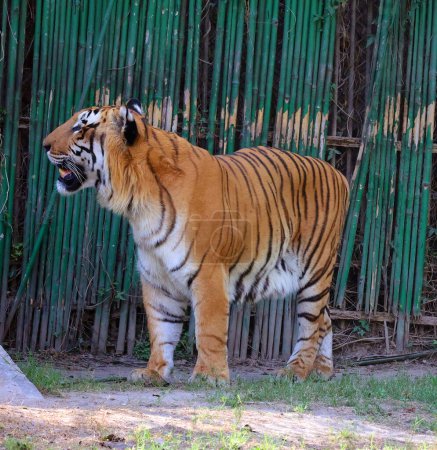 Foto de El tigre de Bengala es una población de la subespecie Panthera tigris tigris y de la subespecie Tigre. Se encuentra entre los gatos salvajes más grandes vivos hoy en día. - Imagen libre de derechos