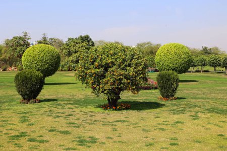 Photo for Landscape design of the city park. On the green lawn, flowering trees. India. Delhi - Royalty Free Image