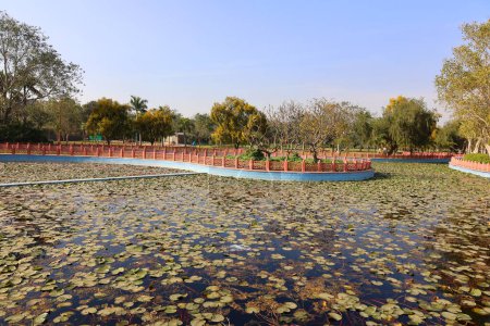 Foto de Diseño del paisaje del parque de la ciudad. En el césped verde, árboles florecientes. India. Delhi - Imagen libre de derechos