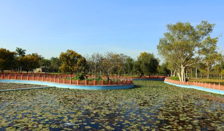 Téléchargez les photos : Aménagement paysager du parc municipal. Sur la pelouse verte, des arbres à fleurs. L'Inde. Delhi - en image libre de droit