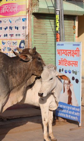 Photo for Indian cows in the street. Cows is a sacred animal in India. Jasialmer, Rajasthan, India - Royalty Free Image