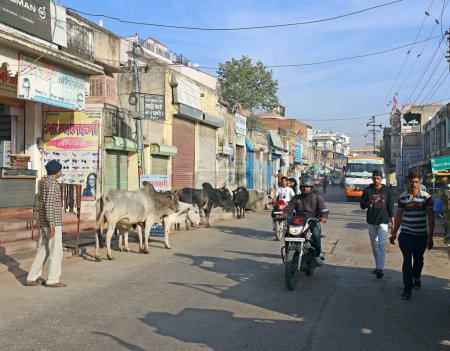 Photo for BIKANER RAJASTHAN INDIA - 02 13 2023: Cows walking on the street and on the main road with traffic - Royalty Free Image