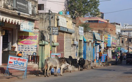 Photo for BIKANER RAJASTHAN INDIA - 02 13 2023: Cows walking on the street and on the main road with traffic - Royalty Free Image