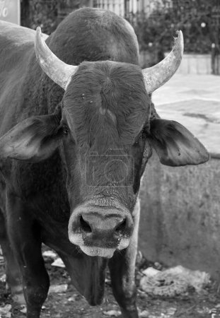 Photo for Indian cow in the street. Cow is a sacred animal in India. Jasialmer, Rajasthan, India - Royalty Free Image