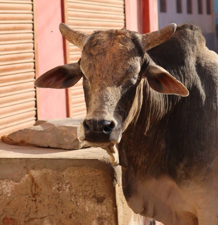 Foto de Vaca india en la calle. La vaca es un animal sagrado en la India. Jasialmer, Rajastán, India - Imagen libre de derechos