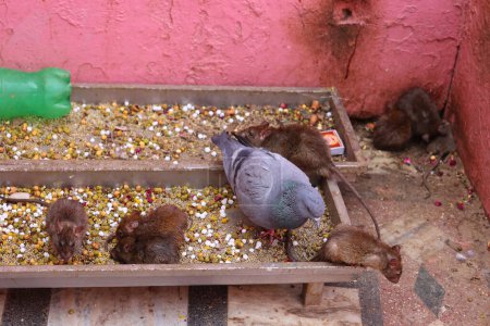 Téléchargez les photos : Colombe et rats mangeant du maïs dans des plateaux en bois - en image libre de droit