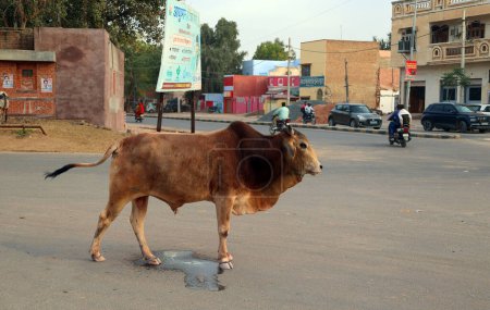 Photo for BIKANER RAJASTHAN INDIA - 02 13 2023: Cow walking on the street and on the main road with traffic - Royalty Free Image