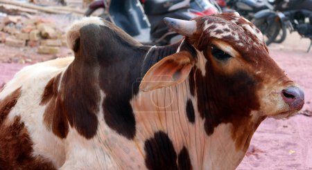 Photo for Indian cow in the street. Cow is a sacred animal in India. Jasialmer, Rajasthan, India - Royalty Free Image