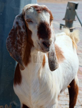 Téléchargez les photos : La chèvre domestique (Capra aegagrus hircus) est une sous-espèce de chèvre domestiquée de la chèvre sauvage d'Asie du Sud-Ouest et d'Europe de l'Est.. - en image libre de droit
