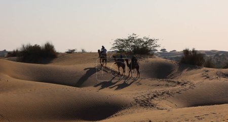 Photo for Riding camels on Thar Desert in Jaisalmer, India. Thar Desert is a large arid region in the northwestern part of the Indian. - Royalty Free Image