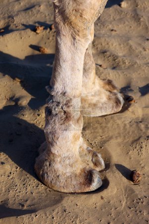 Foto de Camello, cara mientras espera a los turistas para el paseo en camello en el desierto de Thar, Rajastán, India. Los camellos, Camelus dromedarius, son grandes animales del desierto que llevan a los turistas en sus espaldas.. - Imagen libre de derechos