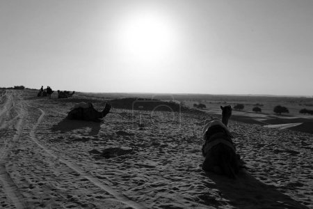 Photo for Sunset in Thar desert in Rajasthan India - Royalty Free Image
